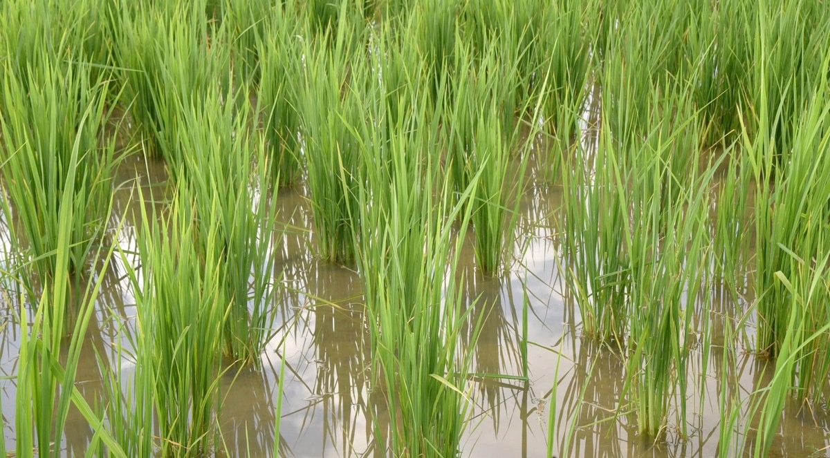 Matam : Des semences de riz offertes à 200 producteurs victimes des récentes inondations