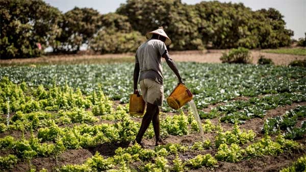 Agriculture durable : à Thiès, les eaux usées deviennent une ressource précieuse pour l’horticulture