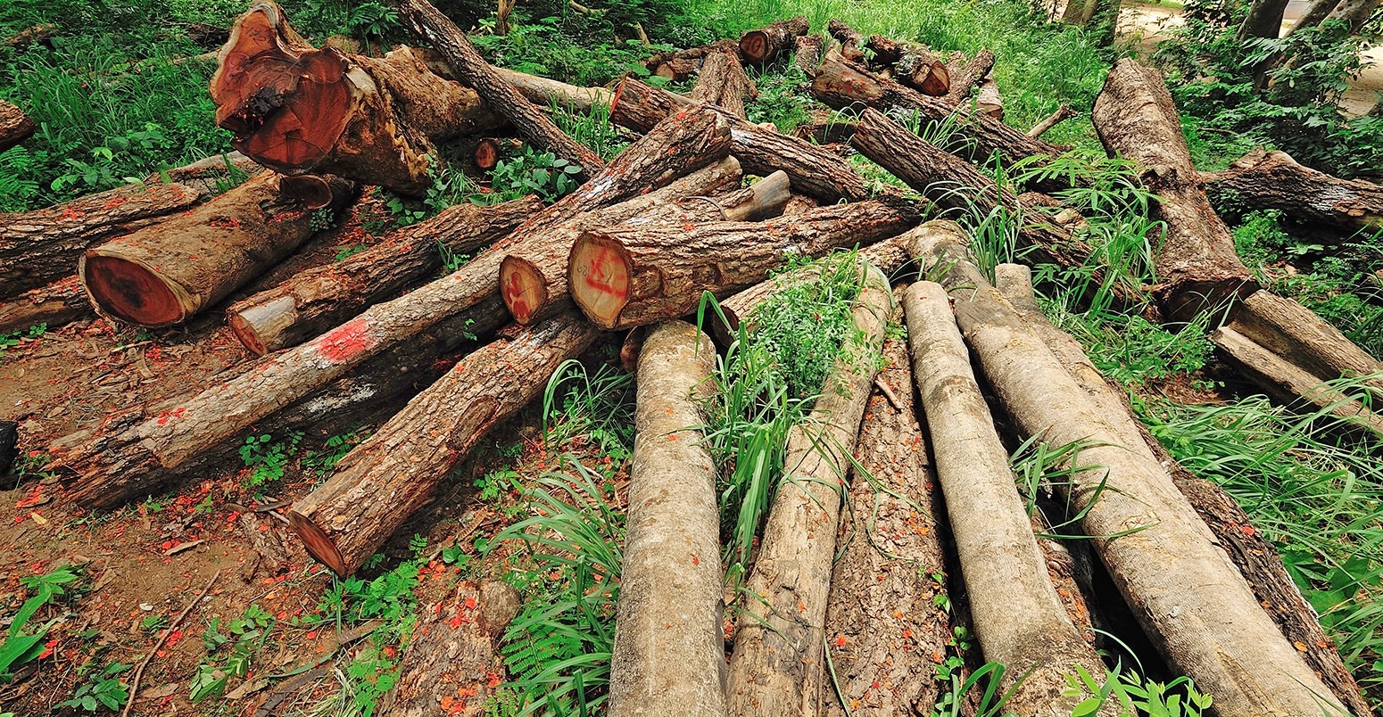 Déforestation : Au Sénégal, près de 340. 000 hectares de forêts perdus, entre 2005 et 2023 (expert eaux et forêts)