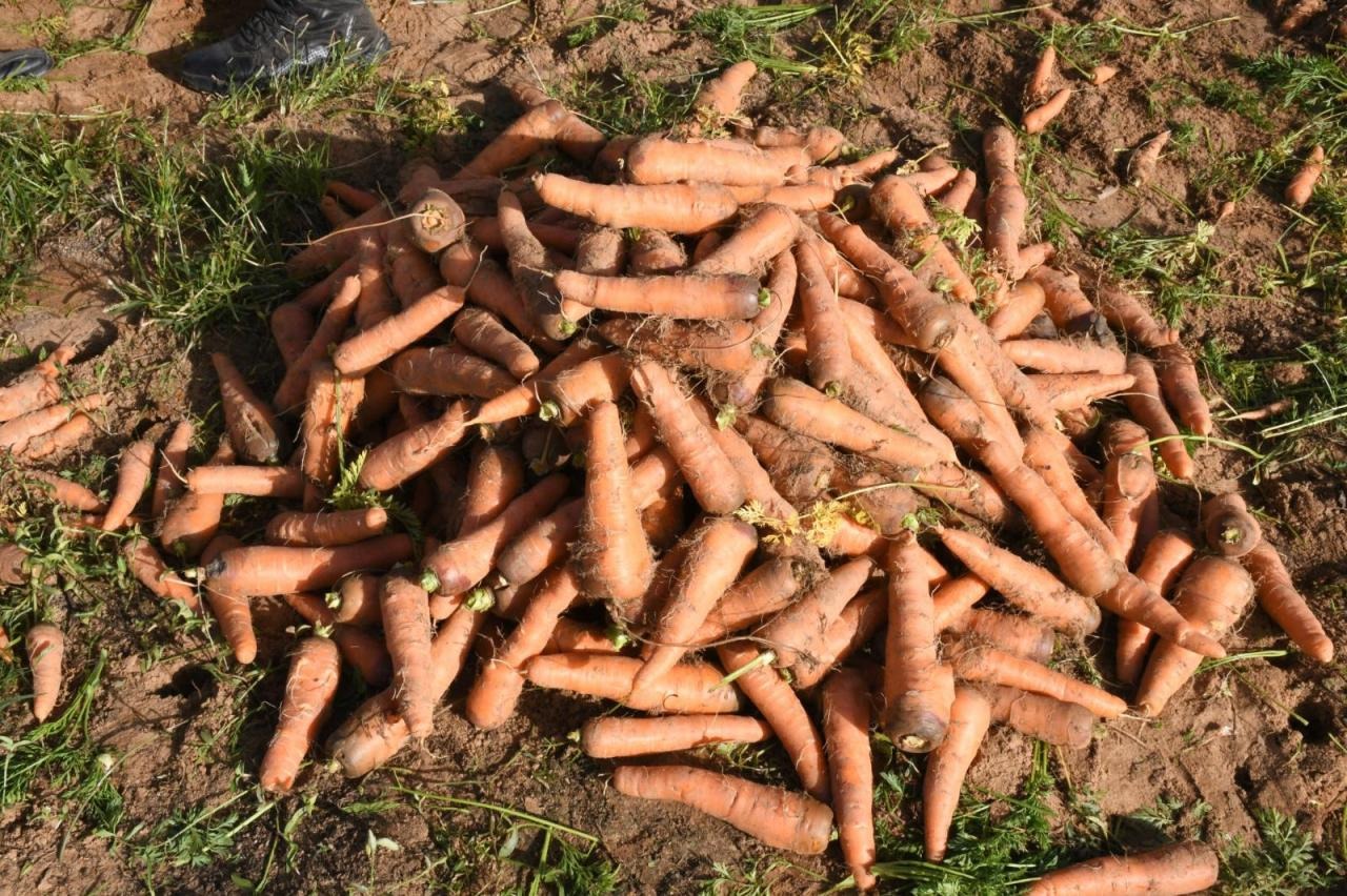 Production horticole record : Le Sénégal en marche vers l’autosuffisance alimentaire