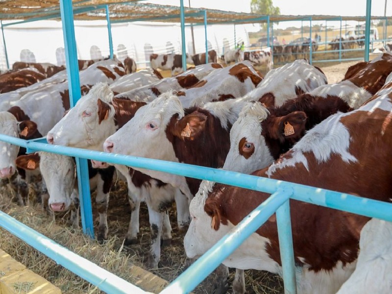 Sénégal : Réception de 1 250 génisses gestantes pour renforcer la politique d’autosuffisance en lait