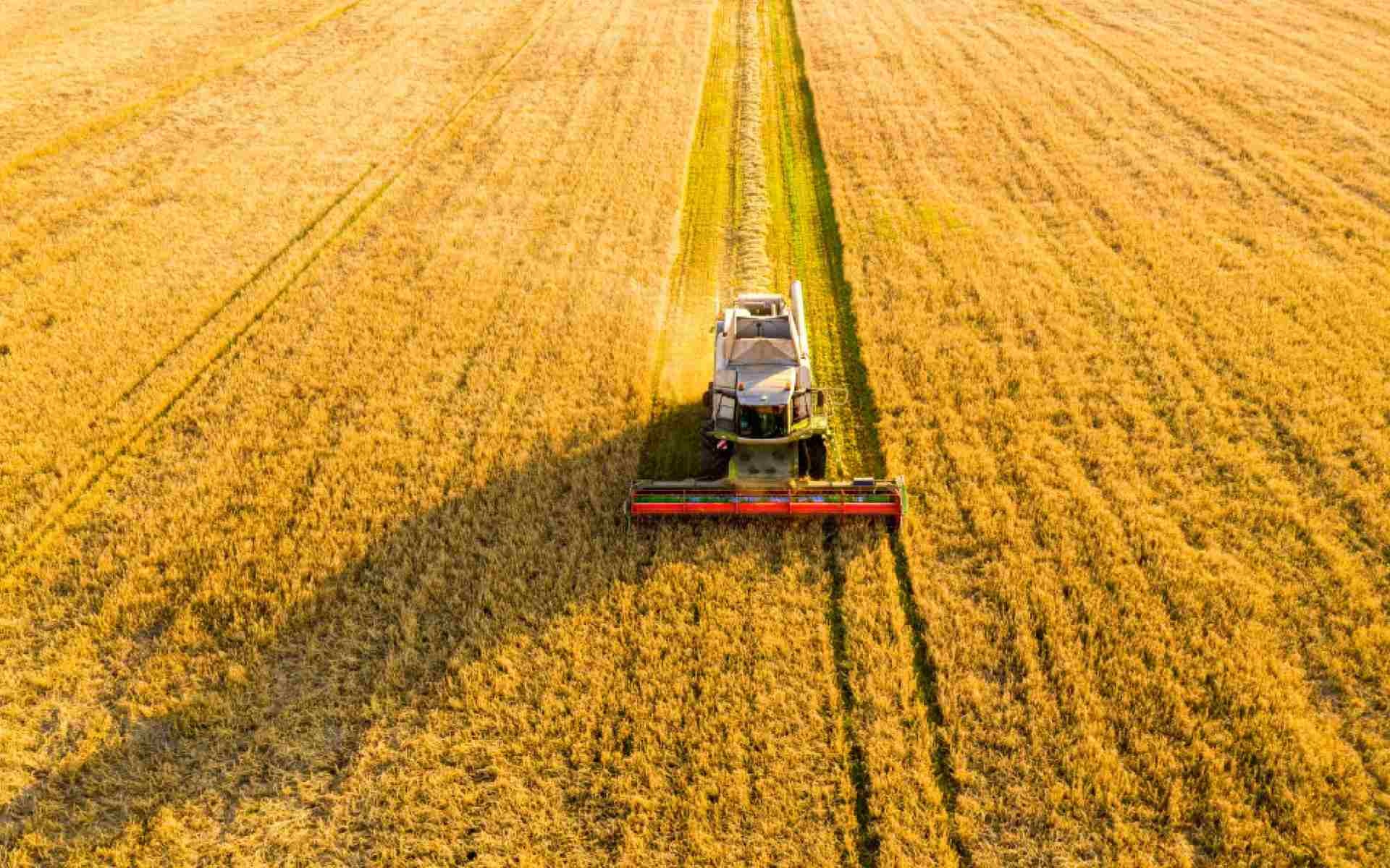 Autosuffisance alimentaire : Le Sénégal a besoin de 150 000 tonnes de semences certifiées