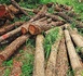 https://www.ndarinfo.com/Deforestation-Au-Senegal-pres-de-340-000-hectares-de-forets-perdus-entre-2005-et-2023-expert-eaux-et-forets_a40411.html