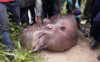 L'hippopotame qui semait la terreur à Gouloumbou a été tué par les populations