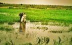 Malaise dans le WALO : À FOURARATE, des milliers d'hectares de riz séquestrés par les eaux …