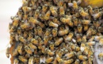 Attaques d'abeilles à Ndoulo : Le bilan monte à deux morts