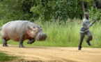 Un hippopotame qui semait la terreur abattu par un chasseur