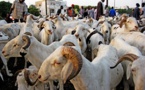 Saint-Louis : des assurances sur l’approvisionnement du marché en moutons