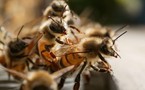 Matam: Lancement des travaux par Me Wade: Les abeilles ont failli gâcher la fête