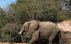 Un élephant observé en liberté pour la première fois depuis des années au Sénégal