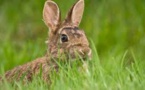 Sénégal : Suspicions d’apparition de 30 foyers de la maladie hémorragique du lapin (ministère)