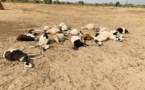 Médina Sabakh : Près de 300 moutons meurent pour avoir consommé une herbe sauvage