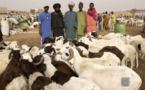 Tabaski 2012: Pénurie de moutons en vue