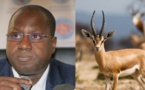 Abdou Karim Sall sur les gazelles mortes : " je n'ai rien à me reprocher et je suis vraiment droit dans mes bottes"