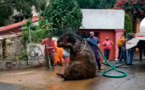 Un “rat géant” découvert dans les égouts de Mexico City