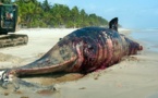 Criminalité faunique : Encore deux Chinois arrêtés à l'AIBD avec de l'ivoire de baleine protégée