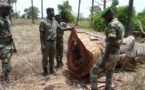 Tambacounda: la gendarmerie saisit 350 troncs d'arbres