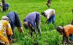 Grogne dans l'agriculture : Le SYNTTAS décrète 72 heures de grève