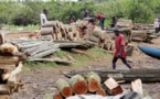 Trafic illicite de bois en Casamance: Une dizaine de fromagers abattus, 8 coupeurs arrêtés