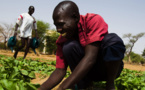 La Mauritanie annonce un soutien d'un milliard deux cents millions pour ses petits producteurs