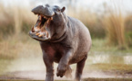 Pour avoir blessé un vieillard, un hippopotame a été abattu à Thilogne