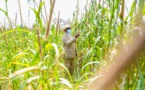 Campagne agricole : Macky SALL annonce une enveloppe exceptionnelle de 100 milliards de francs CFA