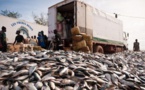 Mbao : Un camion arrêté avec 30 tonnes de poissons juvéniles