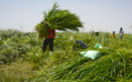 GNITH : West Africa Farm cultive du fourrage pour les éleveurs locaux
