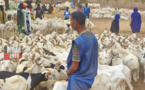 Foirail de RAO : " nette amélioration du prix du mouton cette année ", selon les acheteurs