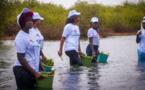 Sauvegarde de la mangrove : le CFPE de Bekhar plante près de 13 000 propagules à Gueumbeul