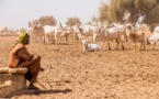 Changement climatique : le Sénégal perdrait “jusqu’à 8 % de son PIB d’ici 2030” (experte)