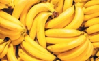 L’ISRA annonce l'introduction d'une nouvelle variété de banane à Tambacounda