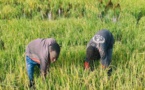 Fleuve Sénégal : plus de 120 hectares de riz engloutis à Ndouloumadji Dembé et Woudourou. 86 hectares sous les eaux à Mboyo