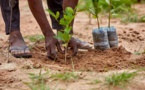 Dagana : 350 arbres plantés dans plusieurs zones de la commune de Gnith