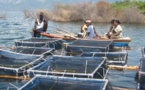 Le Sénégal adopte un plan triennal pour l’aquaculture