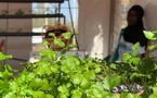 Micro-jardinage : des étudiants proposent des solutions innovantes pour cultiver Bio