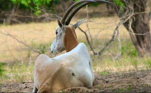 Réserve de Faune de Gueumbeul : vers la réintégration de nouvelles espèces