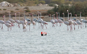 ​Rassemblements de Flamants sur la Lagune de Ngaye-Ngaye : Un Spectacle éblouissant