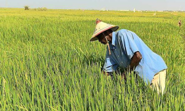 Riziculture : Réduire les engrais azotés augmente les rendements