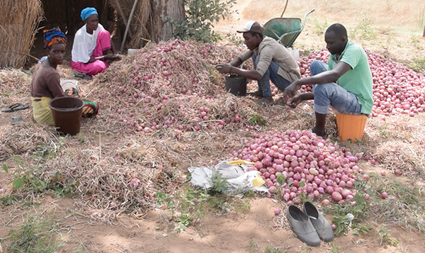 FASS-NGOM : le PDIDAS booste la production d’oignons (vidéo)