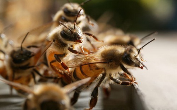 Matam: Lancement des travaux par Me Wade: Les abeilles ont failli gâcher la fête