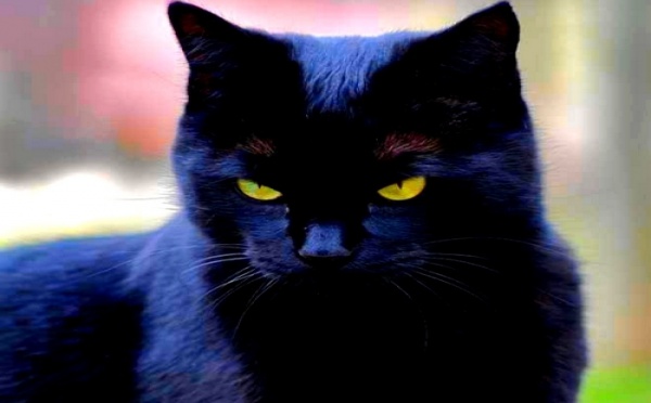 Vidéo| Sorcellerie: Kolda une femme se transforme en chatte noire