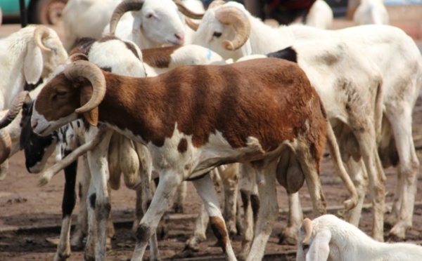 Takaski 2020 : La Mauritanie disposée à octroyer au Sénégal 450.000 moutons