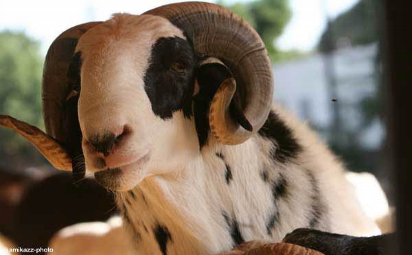 Saint-Louis: 8438 moutons recensés, le prix varie entre 35.000 et 90.000 FCFA.