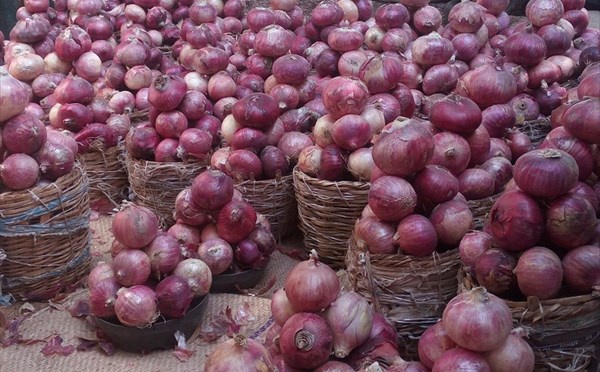 Culture de l’oignon : 4.000 hectares emblavés pour la contre-saison à Podor