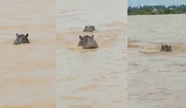 Saint-Louis : deux hippopotames dans les eaux du fleuve Sénégal – vidéo