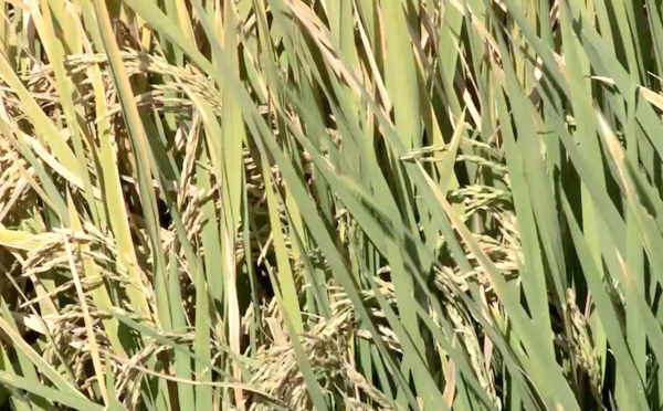 ​Fin de la campagne hivernale : de l’espoir chez les riziers de Thilène qui saluent l’appui de la SAED – vidéo