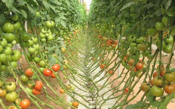 Filière tomate : les industriels invités à respecter leurs engagements.