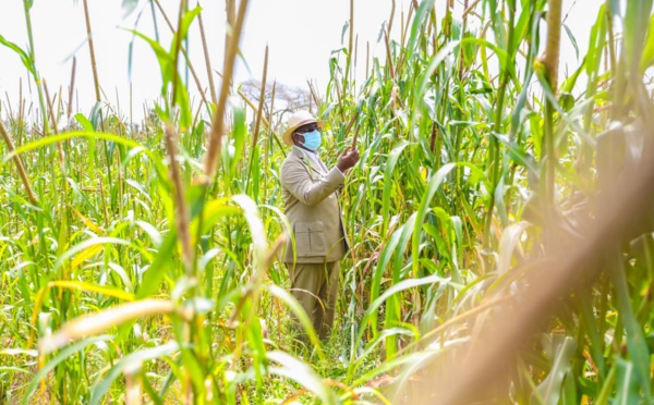 Campagne agricole : Macky SALL annonce une enveloppe exceptionnelle de 100 milliards de francs CFA