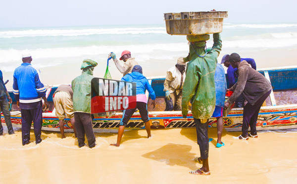 Pêche : La Mauritanie renouvelle 500 licences accordées au Sénégal